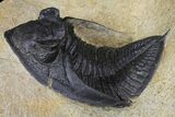 Bargain, Zlichovaspis Trilobite - Atchana, Morocco #138065-3